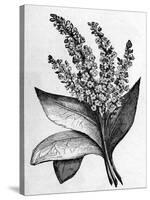 Biblical Hyssop plant-English School-Stretched Canvas