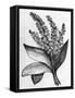 Biblical Hyssop plant-English School-Framed Stretched Canvas