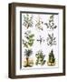 Biblical Natural History-English-Framed Premium Giclee Print