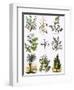 Biblical Natural History-English-Framed Premium Giclee Print