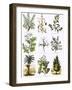 Biblical Natural History-English-Framed Giclee Print