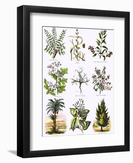 Biblical Natural History-English-Framed Giclee Print