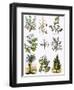 Biblical Natural History-English-Framed Giclee Print