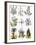 Biblical Natural History-English-Framed Giclee Print