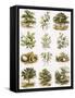 Biblical Natural History-English-Framed Stretched Canvas