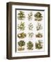 Biblical Natural History-English-Framed Giclee Print