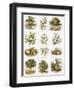 Biblical Natural History-English-Framed Giclee Print