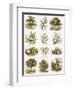 Biblical Natural History-English-Framed Giclee Print