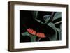 Biblis Hyperia (Red Rim, Crimson-Banded Black)-Paul Starosta-Framed Photographic Print