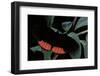 Biblis Hyperia (Red Rim, Crimson-Banded Black)-Paul Starosta-Framed Photographic Print