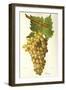 Bicane Grape-J. Troncy-Framed Giclee Print