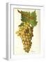 Bicane Grape-J. Troncy-Framed Giclee Print