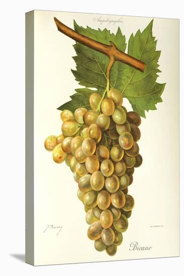 Bicane Grape-J. Troncy-Stretched Canvas