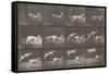 Biches, course et sauts-Eadweard Muybridge-Framed Stretched Canvas