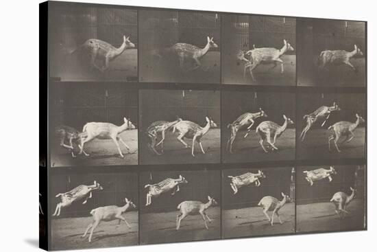 Biches, course et sauts-Eadweard Muybridge-Stretched Canvas