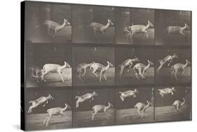 Biches, course et sauts-Eadweard Muybridge-Stretched Canvas