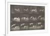 Biches, course et sauts-Eadweard Muybridge-Framed Giclee Print