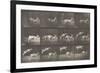 Biches, course et sauts-Eadweard Muybridge-Framed Giclee Print