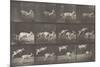 Biches, course et sauts-Eadweard Muybridge-Mounted Giclee Print