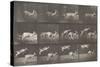 Biches, course et sauts-Eadweard Muybridge-Stretched Canvas