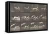 Biches, course et sauts-Eadweard Muybridge-Framed Stretched Canvas