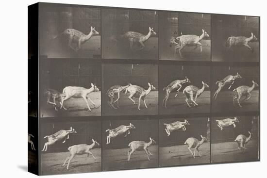 Biches, course et sauts-Eadweard Muybridge-Stretched Canvas