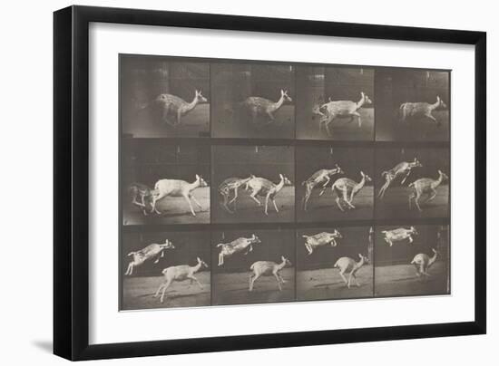 Biches, course et sauts-Eadweard Muybridge-Framed Giclee Print