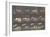 Biches, course et sauts-Eadweard Muybridge-Framed Giclee Print