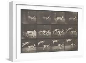 Biches, course et sauts-Eadweard Muybridge-Framed Giclee Print