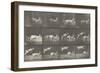 Biches, course et sauts-Eadweard Muybridge-Framed Giclee Print