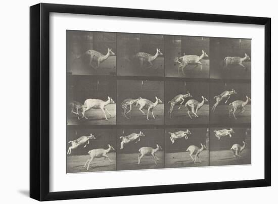 Biches, course et sauts-Eadweard Muybridge-Framed Giclee Print