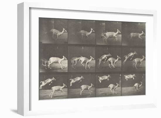 Biches, course et sauts-Eadweard Muybridge-Framed Giclee Print