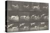 Biches, course et sauts-Eadweard Muybridge-Stretched Canvas
