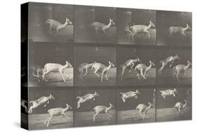 Biches, course et sauts-Eadweard Muybridge-Stretched Canvas