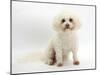 Bichon Frisé Bitch, Poppy-Mark Taylor-Mounted Photographic Print