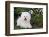 Bichon frise, Connecticut, USA-Lynn M. Stone-Framed Photographic Print