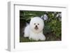 Bichon frise, Connecticut, USA-Lynn M. Stone-Framed Photographic Print