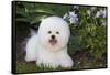 Bichon frise, Connecticut, USA-Lynn M. Stone-Framed Stretched Canvas