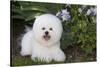 Bichon frise, Connecticut, USA-Lynn M. Stone-Stretched Canvas