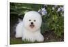 Bichon frise, Connecticut, USA-Lynn M. Stone-Framed Photographic Print