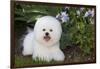 Bichon frise, Connecticut, USA-Lynn M. Stone-Framed Photographic Print