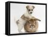 Bichon Frise Cross Yorkshire Terrier Puppy, 6 Weeks, and Sandy Rabbit-Mark Taylor-Framed Stretched Canvas