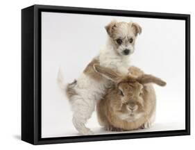 Bichon Frise Cross Yorkshire Terrier Puppy, 6 Weeks, and Sandy Rabbit-Mark Taylor-Framed Stretched Canvas