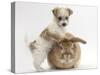 Bichon Frise Cross Yorkshire Terrier Puppy, 6 Weeks, and Sandy Rabbit-Mark Taylor-Stretched Canvas