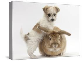 Bichon Frise Cross Yorkshire Terrier Puppy, 6 Weeks, and Sandy Rabbit-Mark Taylor-Stretched Canvas