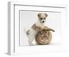 Bichon Frise Cross Yorkshire Terrier Puppy, 6 Weeks, and Sandy Rabbit-Mark Taylor-Framed Photographic Print