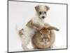 Bichon Frise Cross Yorkshire Terrier Puppy, 6 Weeks, and Sandy Rabbit-Mark Taylor-Mounted Photographic Print