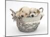 Bichon Frise Cross Yorkshire Terrier Pups, 6 Weeks, Asleep in a Basket-Mark Taylor-Mounted Photographic Print