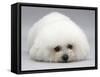 Bichon Frise Lying Down, Chin on Floor-Jane Burton-Framed Stretched Canvas