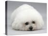 Bichon Frise Lying Down, Chin on Floor-Jane Burton-Stretched Canvas